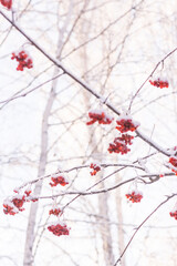 winter forest. rowan berries covered with frost and snow