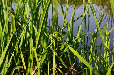Zarośla wodne, Polska © Ewa