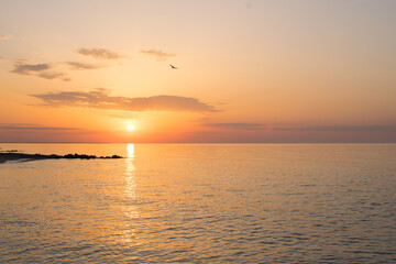 Sea sunset..Seagull flying against the backdrop of the setting sun.