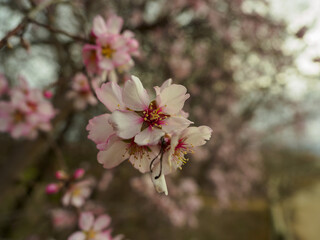 pink cherry blossom