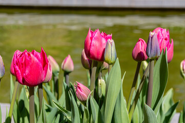 Beautiful blooming pink tulip flowers