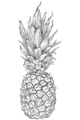 Pineapple. Graphic drawing, sketch.