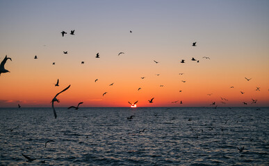 Seagulls flying during a beautiful sunrise photographed at the Black Sea shore in Romania. Amazing seaside landscape with vivid orange sky color.