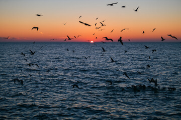 Fototapeta premium Seagulls flying during a beautiful sunrise photographed at the Black Sea shore in Romania. Amazing seaside landscape with vivid orange sky color.