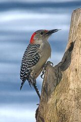 Red-Bellied Woodpecker with mouth open and long barbed tonuge showing.  Feeder in our yard in Windsor in Upstate NY.
