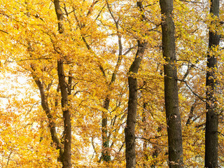 Obraz premium Autumn forest landscape in Baneasa forest near Bucharest, Romania.