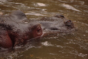 hippopotame