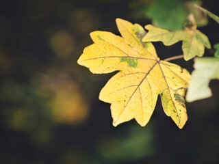 Beautiful autumn yellow leaf in the forest with bokeh blur lights in the background.