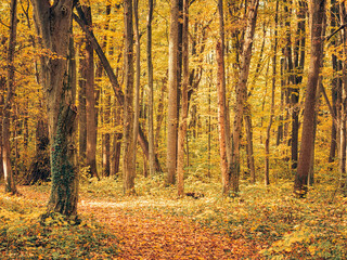 Autumn forest landscape in Baneasa forest near Bucharest, Romania.