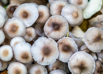 View from above with a bunch of Wild Mushroom Fungi in the forest.