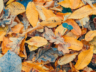 Naklejka na ściany i meble Colorful autumn carpet of yellow leaves on the ground.