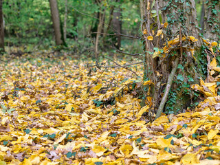 Beautiful autumn forest landscape with a carpet of fallen yelow and brown leaves. Baneasa forest near Bucharest, Romania