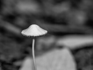 One isolated wild mushroom Fungi in the forest. Black and white minimalist photography.