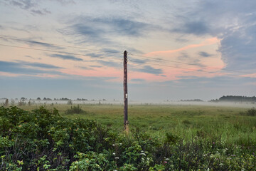 Old power pole in foggy summer evening in the swamp: among European nature, colored light, wild rose bushes.