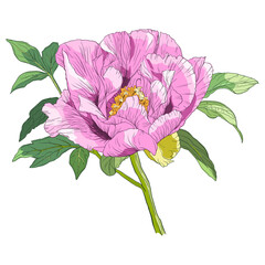 Pink peony. Color vector illustration.