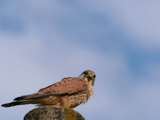 Close-up of a Common Kestrel (Falco tinnunculus) standing on a metal pole with the sky in the background
