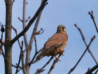 Close-up of a Common Kestrel (Falco tinnunculus) standing on a branch and looking at the camera