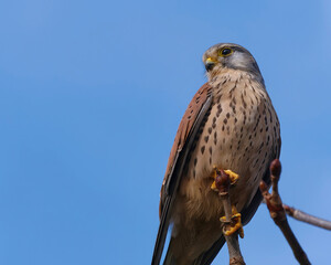 Close-up portrait of a Common Kestrel (Falco tinnunculus) standing on a branch with the sky in the background