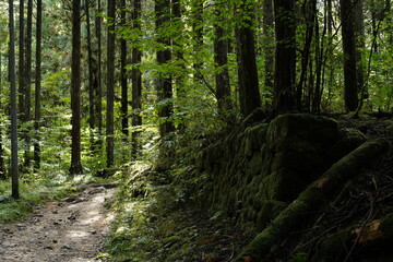 妻籠-馬籠の途中にある、苔生える石垣と散策路