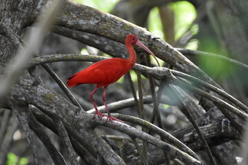 Scarlet ibis birds- The National Bird of Trinidad.