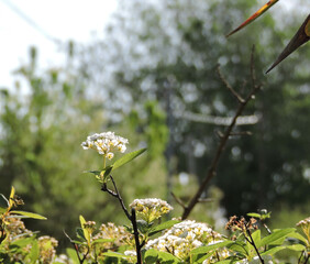 plano de una pequeña flor que resalta