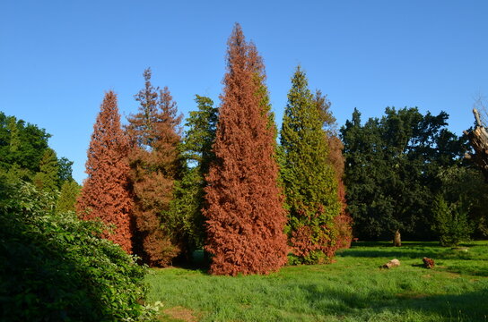 Uschnięte  drzewa żywotnika, tuji, Thuja 