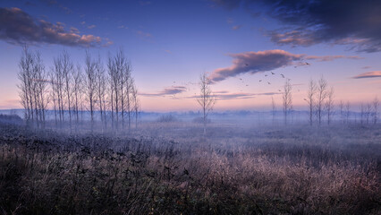 sunset in the forest