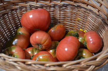 Mięsiste, ekologiczne pomidory Malinowy Krakowski, świeżo zerwane z krzaka - obrazy, fototapety, plakaty