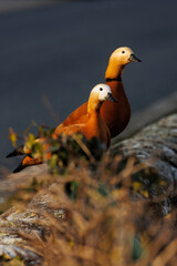 Two colorful ducks in nature