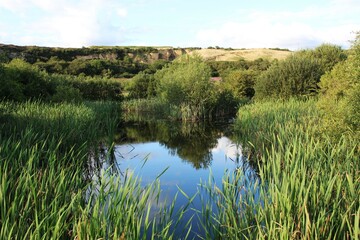 lake and grass