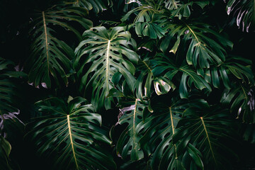 Leaves of plant monstera on island of Madeira, Portugal. Green organic background with deep dark...