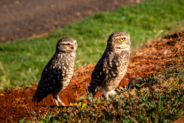 Family Owl 