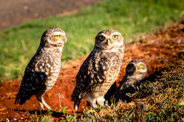 Family Owl 