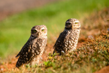 Family Owl 