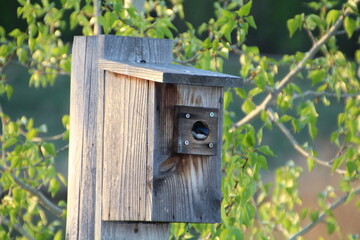 Evening At The Bird House