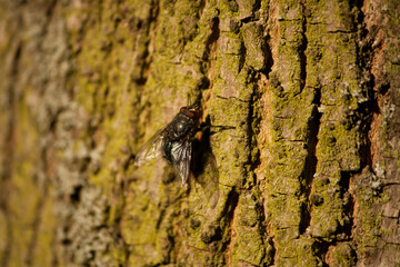 Housefly sitting on a tree