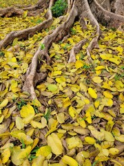 autumn leaves on the tree