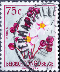 Belgian Congo - circa 1952 : a postage stamp from Belgian Congo, showing blooming flower: Ochna...
