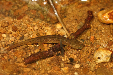 Closeup on the endangered Columbia Torrent salamander , Rhyacotriton kezeri, from Northern Oregon