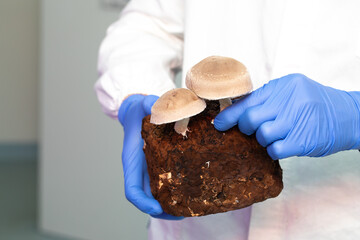 Mushroom sample in scientist hand