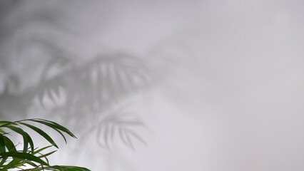 Background with palm leaves and shadows