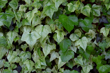 Fototapeta premium Ivy plants background.Evergreen shrub of hedera helix. Very beautiful evergreen garden plant.A wall of common ivy.Close-up photo of the lush green leaves of the English helix Ivy Hedera.