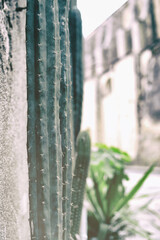 san pedro cactus, Succulent plant