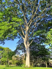 Fototapeta premium Tree Caesalpinia leiostachya, known as ironwood or jucá. It is a large tree, originating in Brazil, native to the Atlantic Forest. Its wood is the hardest some call it 
