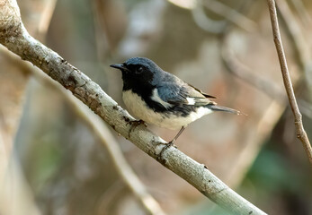 A black-throated blue warbler perched on a branch. 