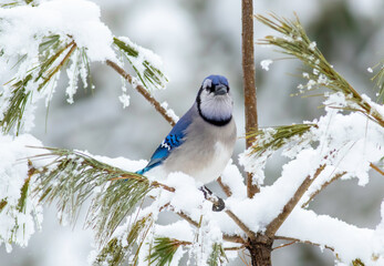 A blue jay enjoying the fresh snowfall on a pine tree. 