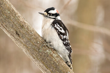 A downy woodpecker perched on the side of a tree 