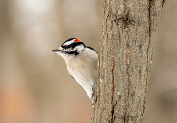 A downy woodpecker peers from behind a tree on a winter morning 
