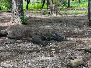 Obraz premium インドネシア コモド国立公園 コモド島 コモドドラゴン