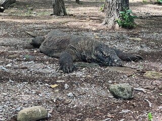 インドネシア コモド国立公園 コモド島 コモドドラゴン